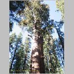 20060823_Sequoia_panorama_002 copia.jpg